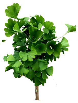 Produktbild von Fächerblattbaum 'Ginkgo biloba Mariken' Hochstamm 120-140 cm winterhart aus Freilandaufzucht