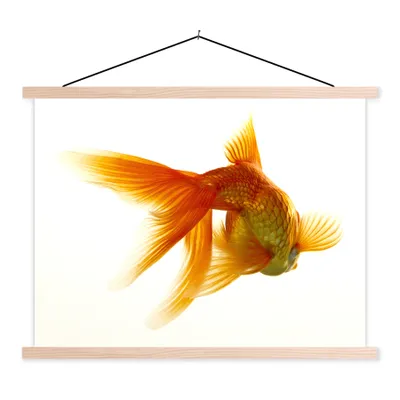 Produktbild von MuchoWow® Textilposter Goldfisch - Meerestiere - Weiß 150x113 cm mit holzfarbenen Rahmen - Poster