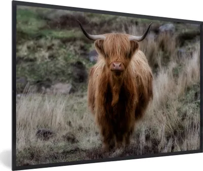 Produktbild von MuchoWow® MuchoWow® Gerahmtes Poster Schottisches Hochlandrind - Moos - Gras 60x40 cm - Poster mit zchwarzem Bilderrahmen - Printing - Wanddeko Schlafzimmer