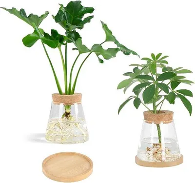 Immagine prodotto di Vaso idroponico in vetro - propagazione di piante - 2 pezzi