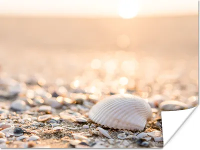 Produktbild von MuchoWow® Poster Muscheln - Weiß - Strand - Sommer 160x120 cm - Foto Plakat