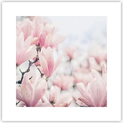 Produktbild von Poster - Poster ohne Rahmen - Magnolie Blumen Rosa - 30x30 cm - Wand Bild - Wanddeko - Wandbilder - Kunstposter - Wandposter - Bilder - Kunstdruck - Wanddekoration - Wandbild - P2XAC30x30-4396