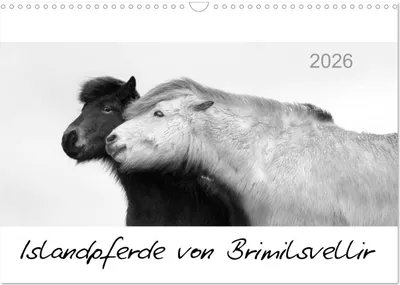 Produktbild von Islandpferde von Brimilsvellir (Wandkalender 2026 DIN A3 quer), CALVENDO Monatskalender