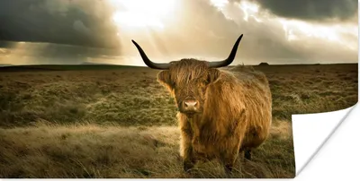 Produktbild von MuchoWow® Poster Schottischer Hochländer - Sonne - Tiere 120x60 cm - Bild