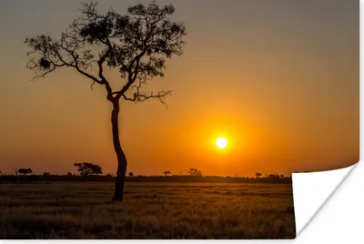 Produktbild von MuchoWow® Poster Afrikanische Savanne bei Sonnenaufgang 90x60 cm - Schlafzimmer