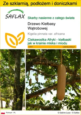 Zdjęcie produktu dla SAFLAX - Zestaw do uprawy - Drzewo Kiełbasy Wątrobowej - 10 Nasiona - Z mini szklarnią, podłożem uprawowym i 2 doniczkami - Kigelia pinnata var. africana
