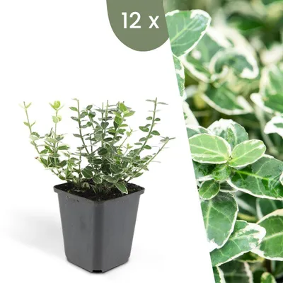 Produktbild von Plants by Frank | 12 Bunte Spindelstrauch Pflanzen | Euonymus 'Emerald 'n Gaiety' | Bodendecker | Winterhart | Mehrjährig | Gartenpflanzen