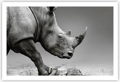 Produktbild von Poster - Poster ohne Rahmen - Nashorn Monochrom Tier - 91,5x61 cm - Wand Bild - Wanddeko - Wandbilder - Kunstposter - Wandposter - Bilder - Kunstdruck - Wanddekoration - Wandbild - P2XAA91x61-4954