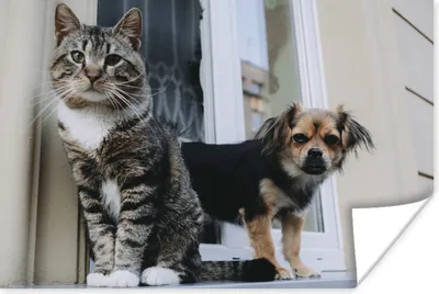 Produktbild von MuchoWow® Poster Katze - Hund - Tiere 90x60 cm - Schlafzimmer