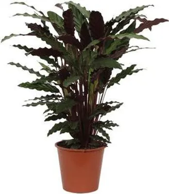 Produktbild von Calathea Wavestar – Korbmarante – Zimmerpflanze Ø19cm – Höhe ca. 80cm – Exotische Blattschmuckpflanze für Innenräume