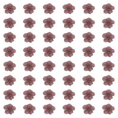 Getrocknete gepresste Blüten, 100 Stk., 6–8 mm, lila