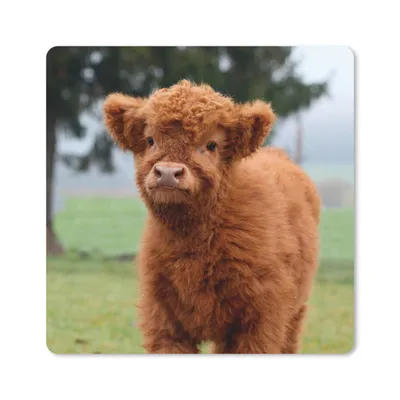 Produktbild von MuchoWow® Mauspad Mousepad Scottish Highlander - Kalb - Gras 20x20 cm - Mousepads - Maus Mat - Pad - Mausunterlage - Desk Mat - Bureauartikeln