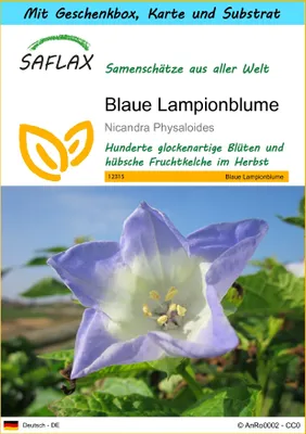 Produktbild von SAFLAX - Geschenk Set - Blaue Lampionblume - 100 Samen - Mit Geschenk- / Versandbox, Versandaufkleber, Geschenkkarte und Anzuchtsubstrat - Nicandra physaloides