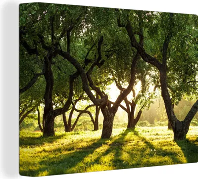 Produktbild von MuchoWow® - Leinwandbilder - Bäume - Natur - Sonne, Wandbild, Wanddeko Bilder Wohnzimmer, 80x60 cm