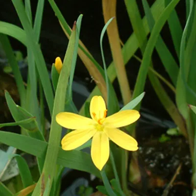 Produktbild von 6 x Grasschwertel - Sisyrinchium aalifornicum  | Topf 9cm x 9cm