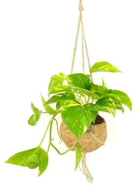 Obrázok produktu pre Kokodama Epipremnum aureum (L)