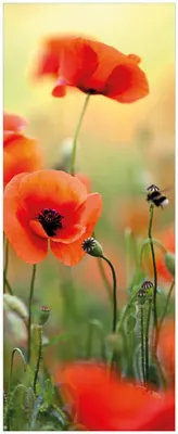 Produktbild von Wallario Memoboard Magnettafel aus Glas, Größe 32 x 80 cm, Motiv Mohnblumenblüten