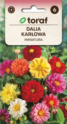 Obrázok produktu pre Dahlia miniature MIX 0,5g