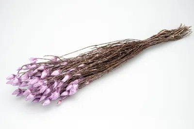 Produktbild von Kaap Flower in Natur, getrocknet, im Bund, Länge ca. 40-50cm, viele Farben wählbar, Farbe:Lila