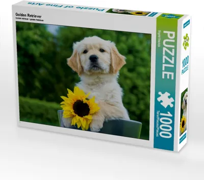 Produktbild von Calvendo Golden Retriever 1000 Teile Puzzle quer 640x480mm, Starick Sigrid; 7355682