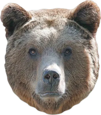 Immagine prodotto di Maschera animale - Maschere - Orso