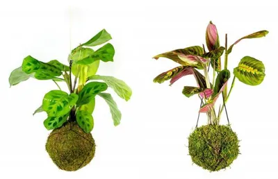 Produktbild von Gardners Set für Kokedama-Anzucht mit Maranta (L)