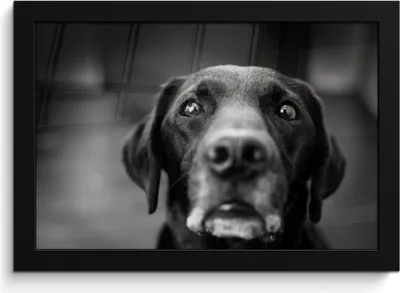 Produktbild von MuchoWow® MuchoWow® Gerahmtes Poster Tierprofil Labrador Hund in schwarz und weiß 30x20 cm - Poster mit zchwarzem Bilderrahmen - Kunstdruck - Bild-Poster