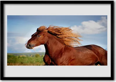 Produktbild von Bild 70x50 MDF-Rahmen Wandkunst Pferd Tiere