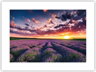 Produktbild von Poster - Poster ohne Rahmen - Lavendel Berge Feld - 40x30 cm - Wand Bild - Wanddeko - Wandbilder - Kunstposter - Wandposter - Bilder - Kunstdruck - Wanddekoration - Wandbild - P2XAA40x30-3816