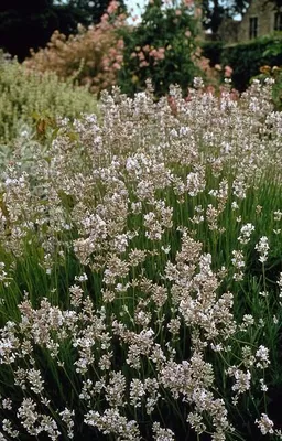 Produktbild von Lavendel Lavandula intermedia 'Edelweiss' Weißblühender Lavendel 24 Pflanzen