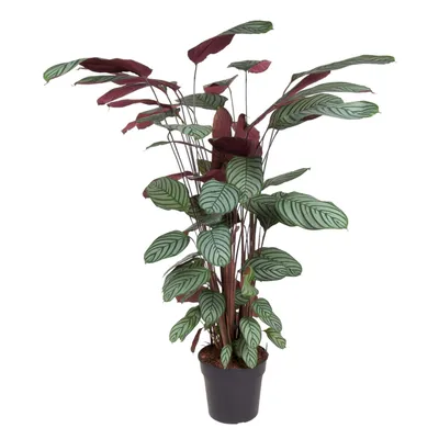 Produktbild von Everyplants Calathea Oppenheimiana - 140 cm, Ø27 cm