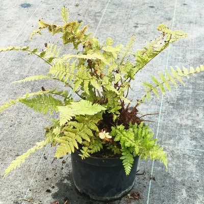 Image de Dryopteris filix-mas / Fougère mâle