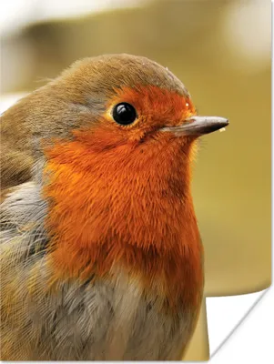 Produktbild von MuchoWow® Poster Vogel - Rotkehlchen - Porträt 90x120 cm - Wohnzimmer