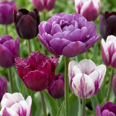 Produktbild von Green boutiQ - 48x Tulipa Blueberry mix - Tulpe Blueberry mix - Verschiedenes - Frühlingsblüher - Zwiebelgröße 11/12