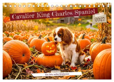 Produktbild von Cavalier King Charles Spaniel - Ein Jahr voller Erlebnisse (Tischkalender 2027 DIN A5 quer), CALVENDO Monatskalender