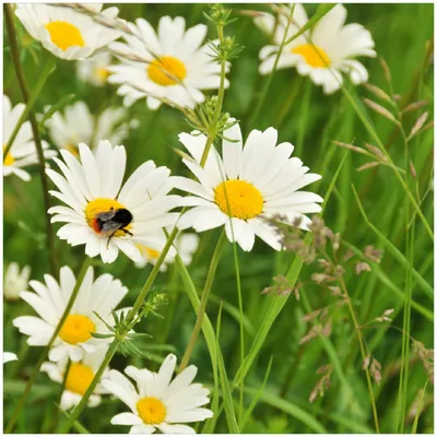 Produktbild von Wallario Premium Glasbild, freischwebende Optik, kräftige Farben, Größe 30 x 30 cm Motiv Margeritenwiese