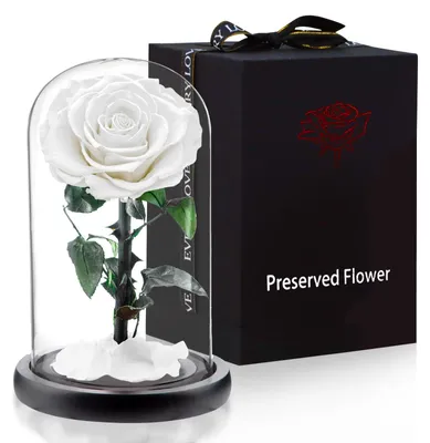 Ewige Rose in Glaskuppel, weiß, 14 x 24 cm, Geschenk für Frauen