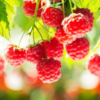 Produktbild von Himbeerpflanze Rubus idaeus Ottawa 2 Pflanzen Ø15cm 50cm Höhe winterharte Deko