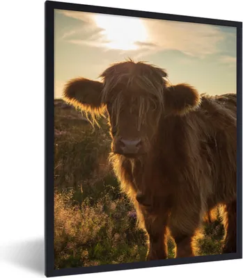 Produktbild von MuchoWow® Gerahmtes Poster Schottischer Highlander - Sonnenuntergang - Gras 60x80 cm - Poster mit Schwarzem Bilderrahmen Wandposter Rahmen Foto Bilder - Premium - Wanddeko Wohnzimmer
