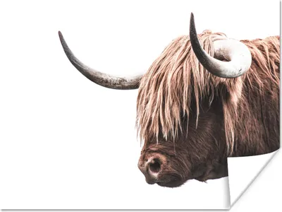 Produktbild von MuchoWow® Poster Schottischer Highlander - Kuh - Weiß 120x90 cm - Wandbild