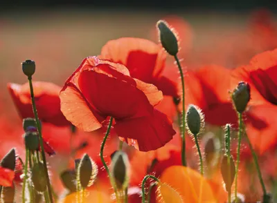 Produktbild von Mohnblumen Kunstdruck Bild - Rote Mohnblumen, Blüten Und Knospen (60 x 80 cm)