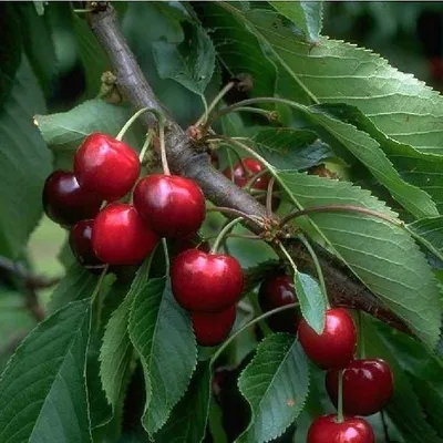 Produktbild von Süsskirsche Burlat Kirschbaum Obstbaum 2-jährig Busch kleinbleibend winterhart