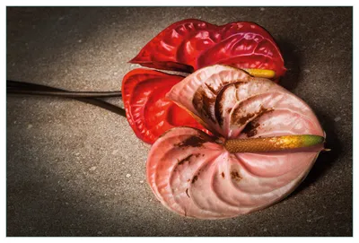Produktbild von Wallario Küchenrückwand aus Glas, Größe: 90 x 60 cm, Motiv: Blüten einer Flamingoblume - Anthurie - auf schwarzem Marmor | Spritzschutz | abwischbar | pflegeleicht | in