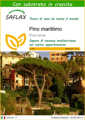 Immagine prodotto di SAFLAX  - Pino marittimo - 6 semi - Con substrato - Pinus