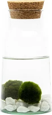 Obrázek produktu pro Gardners Skleněná dóza SYRINGA 18x9,5 cm a 2 řasokoule