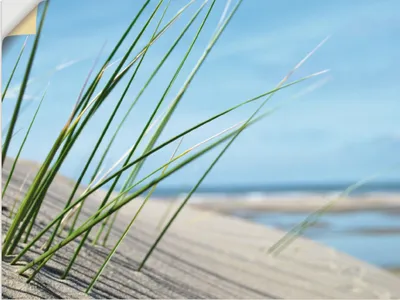 Produktbild von ARTland Wandbild, selbstklebend Strandgras Größe: 80x60 cm