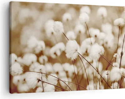 Produktbild von Bild auf Leinwand - Leinwandbild - Einteilig - Baumwolle Boho Wollig - 70x50cm - Wand Bild - Wanddeko - Wandbilder - Leinwanddruck - Bilder - Wanddekoration - Leinwand bilder - Wandbild - AA70x50-4850