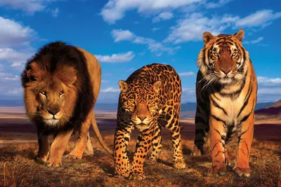 Produktbild von Poster - Raubkatzen - Three Big Cats