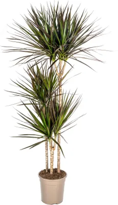Zdjęcie produktu dla Dracaena Marginata Magenta doniczka 24 cm - wysoko?? 130-150 cm