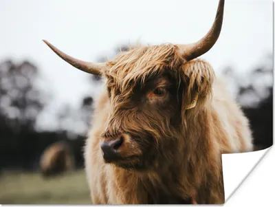 Produktbild von MuchoWow® Poster Schottischer Highlander - Tiere - Hörner 80x60 cm - Kunst für zu Hause